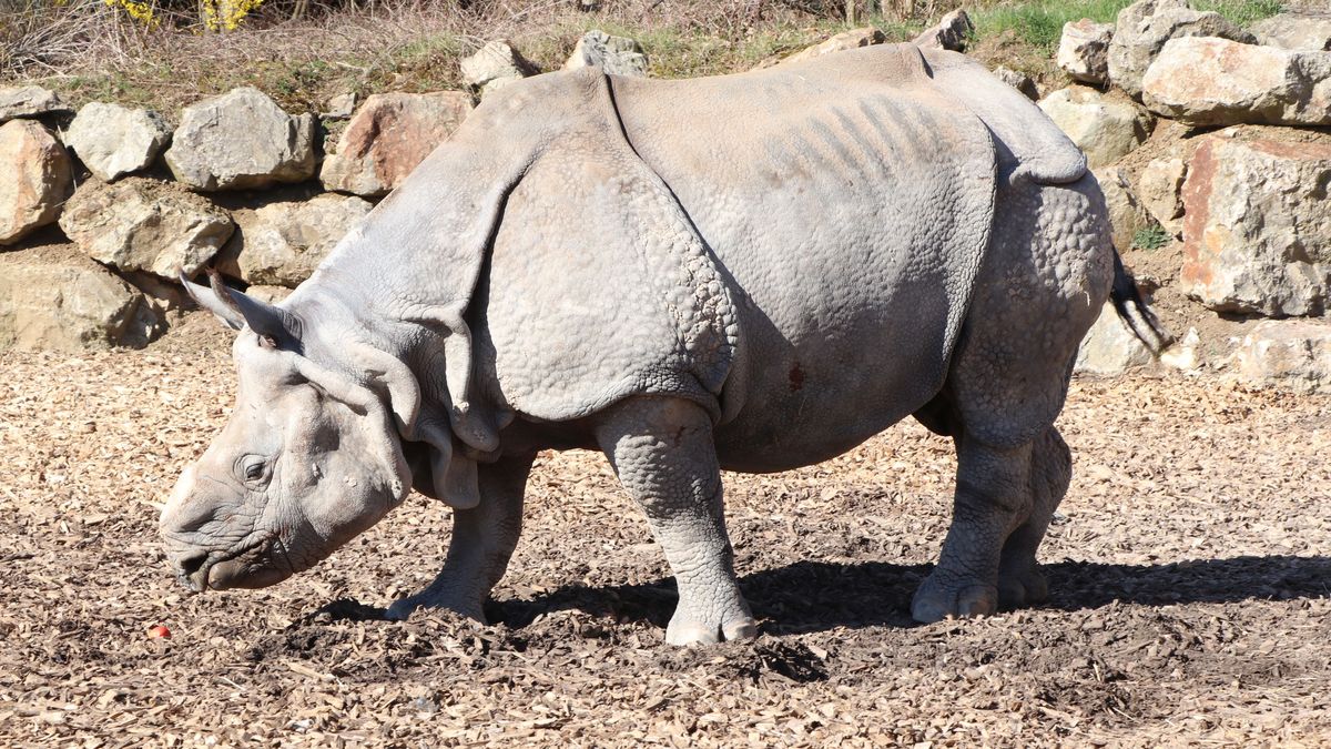 V Plzni uhynul samec nosorožce indického Baabuu, byl v nejlepším věku